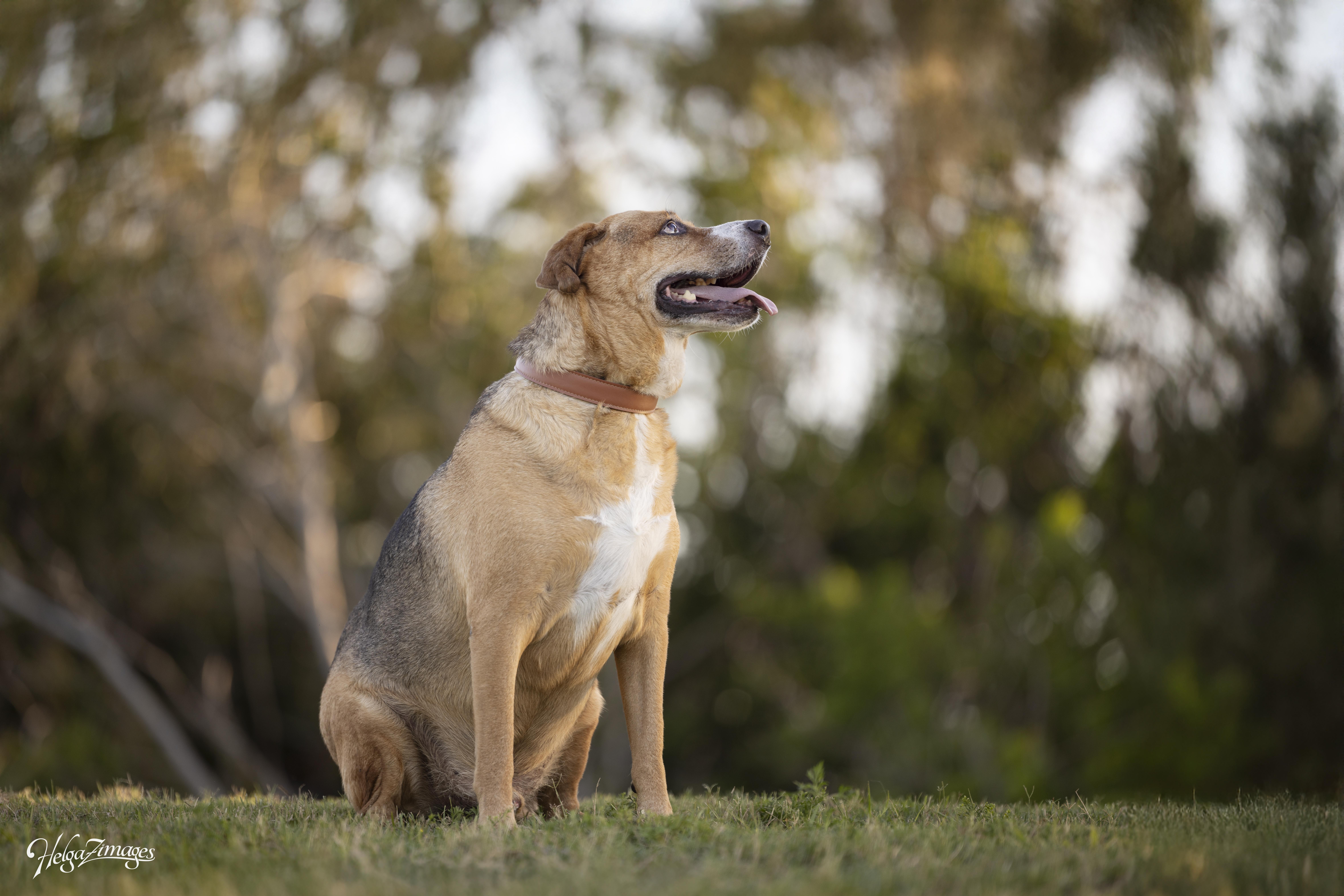 Teddy, a Adoptable Mixed Breed in New Port Richey, FL image 5/6