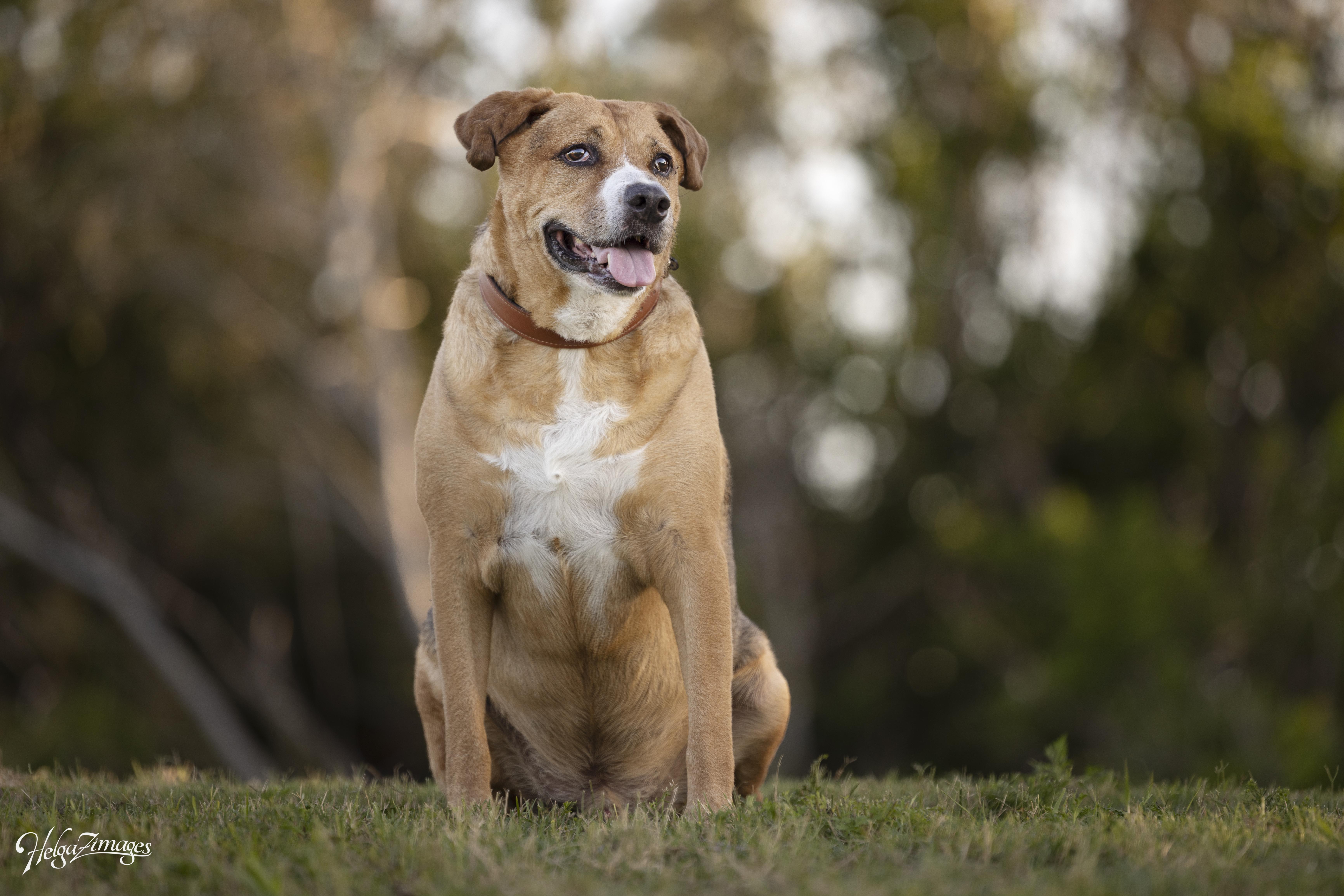 Teddy, a Adoptable Mixed Breed in New Port Richey, FL image 6/6