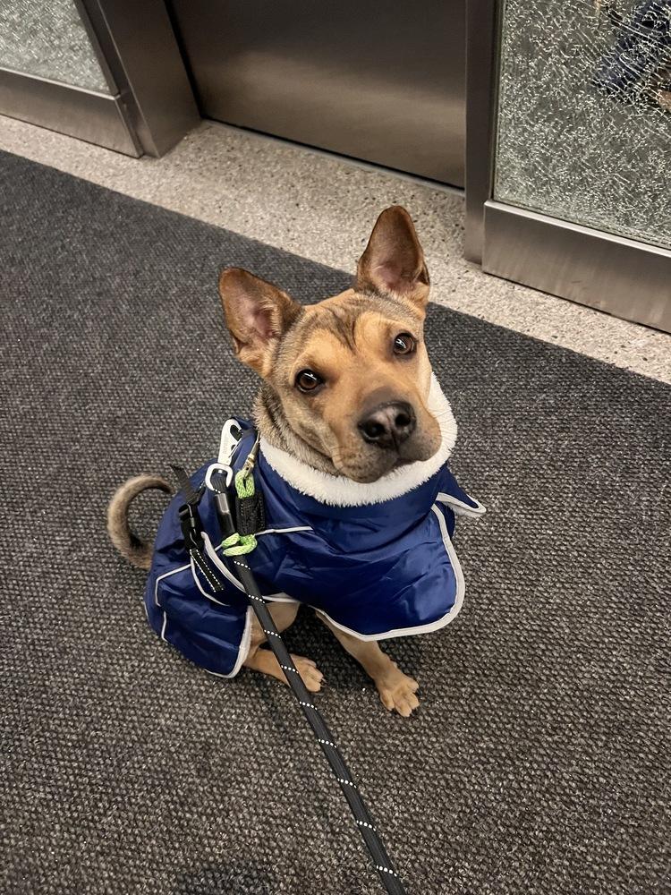 Oakley, Adoptable, Puppy Male Shar-Pei.