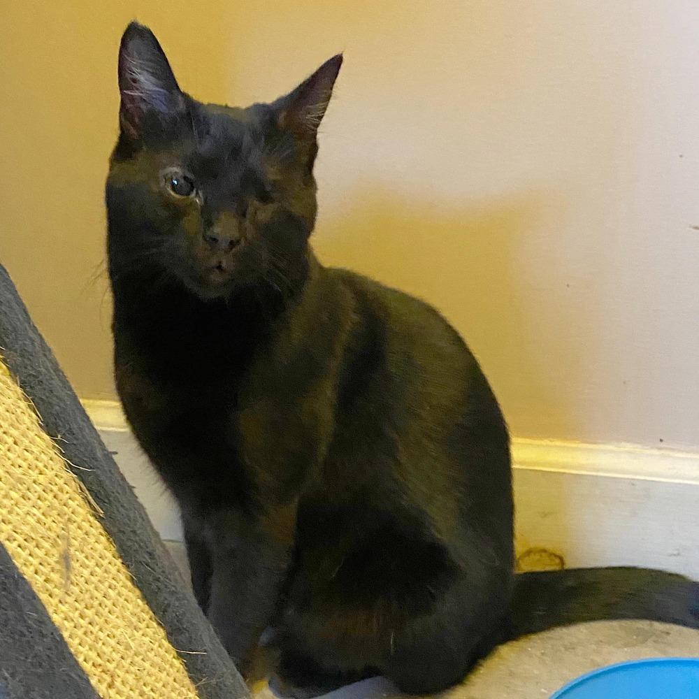 Enlarge CALLIE-special needs (adopt with sister Piper), a Adoptable Domestic Short Hair in Burlington, NC image 4/6