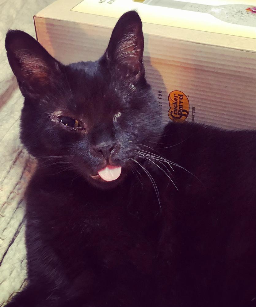 Enlarge CALLIE-special needs (adopt with sister Piper), a Adoptable Domestic Short Hair in Burlington, NC image 5/6