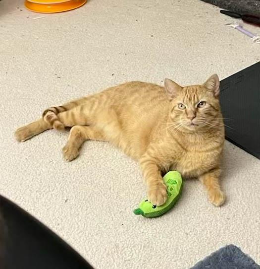 Enlarge Saint-10/10/26, a Adopted Domestic Short Hair in Lambertville, NJ image 2/6
