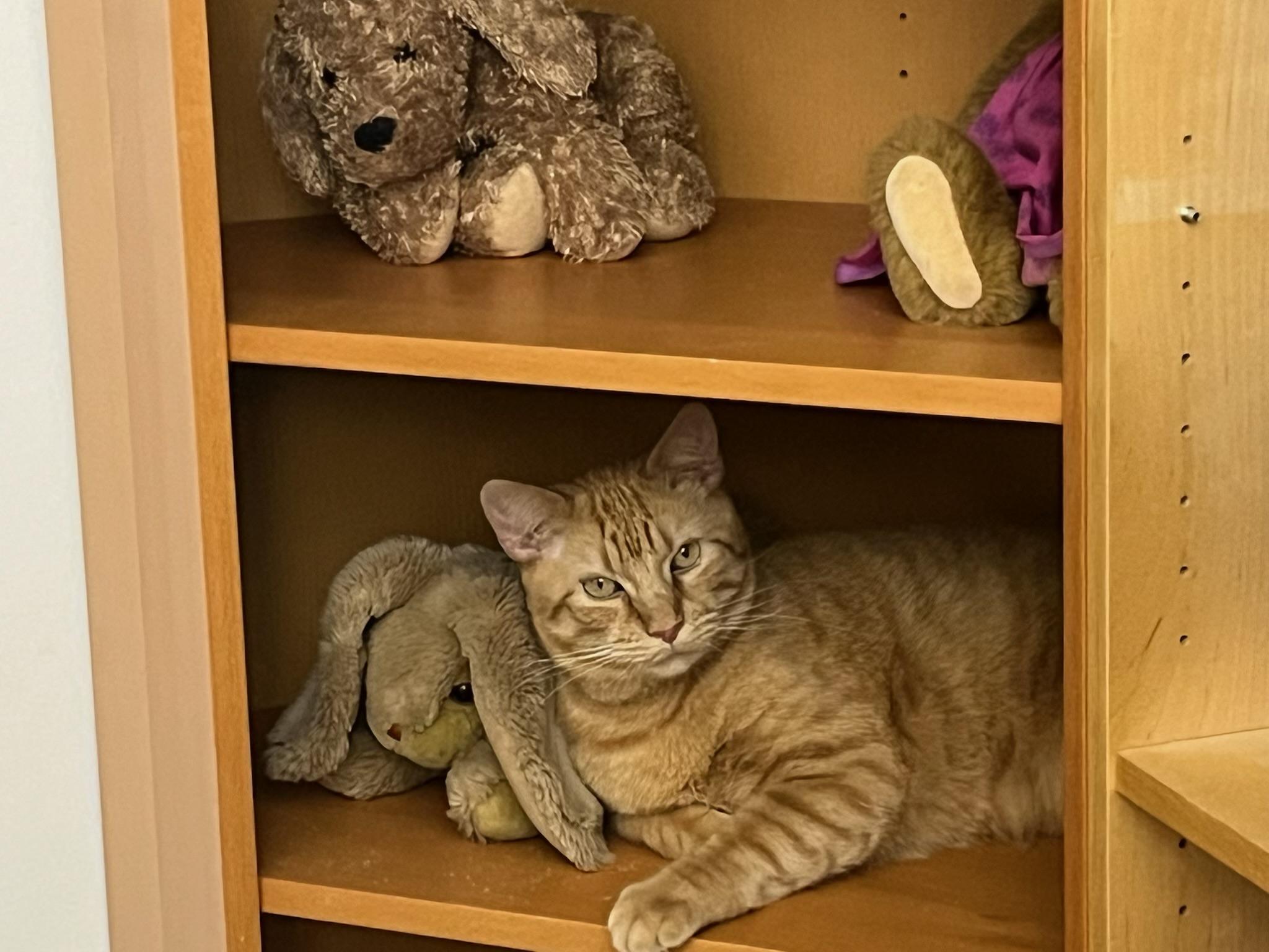 Enlarge Saint-10/10/26, a Adopted Domestic Short Hair in Lambertville, NJ image 5/6