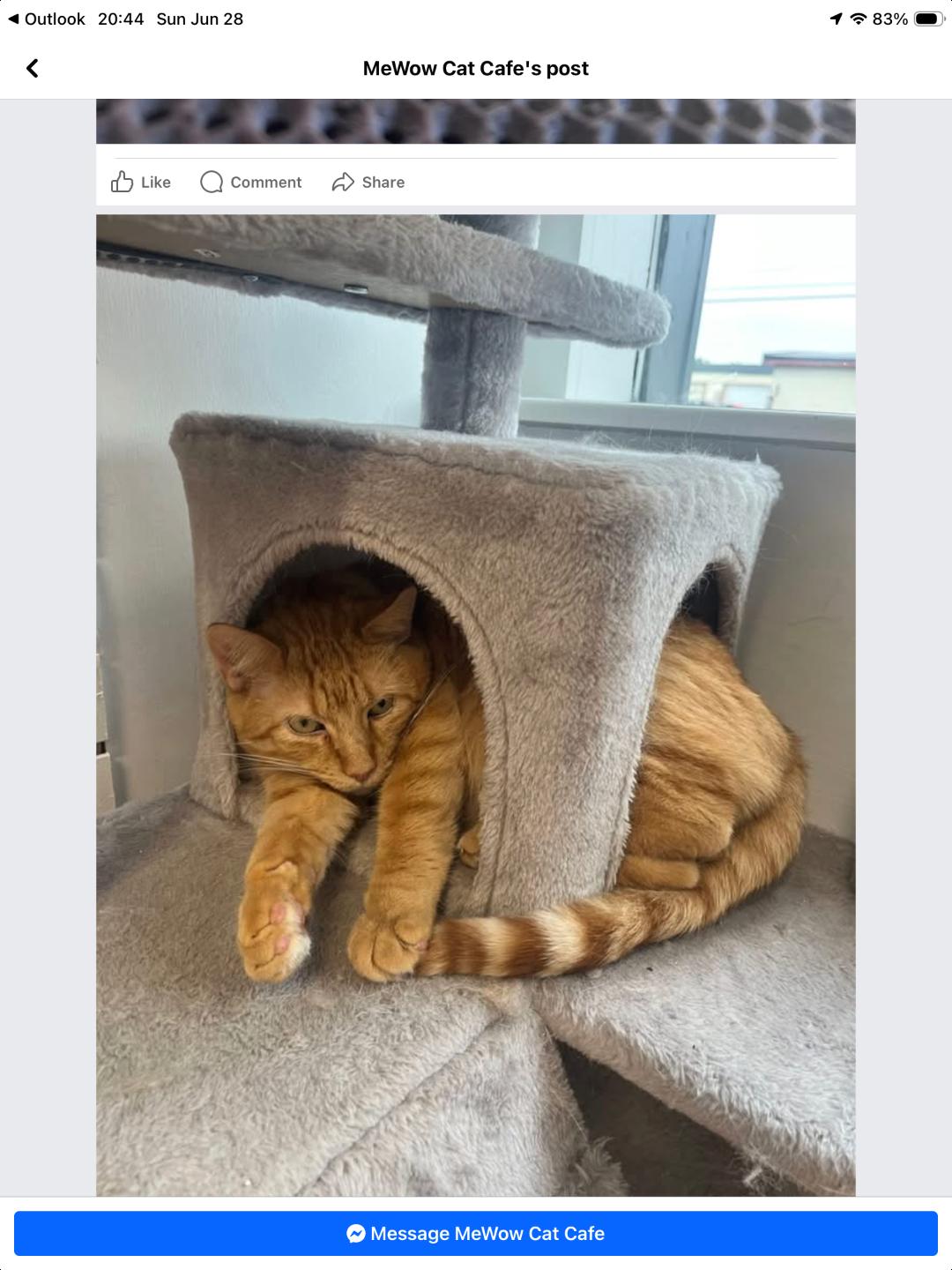 Enlarge Saint-10/10/26, a Adopted Domestic Short Hair in Lambertville, NJ image 3/6