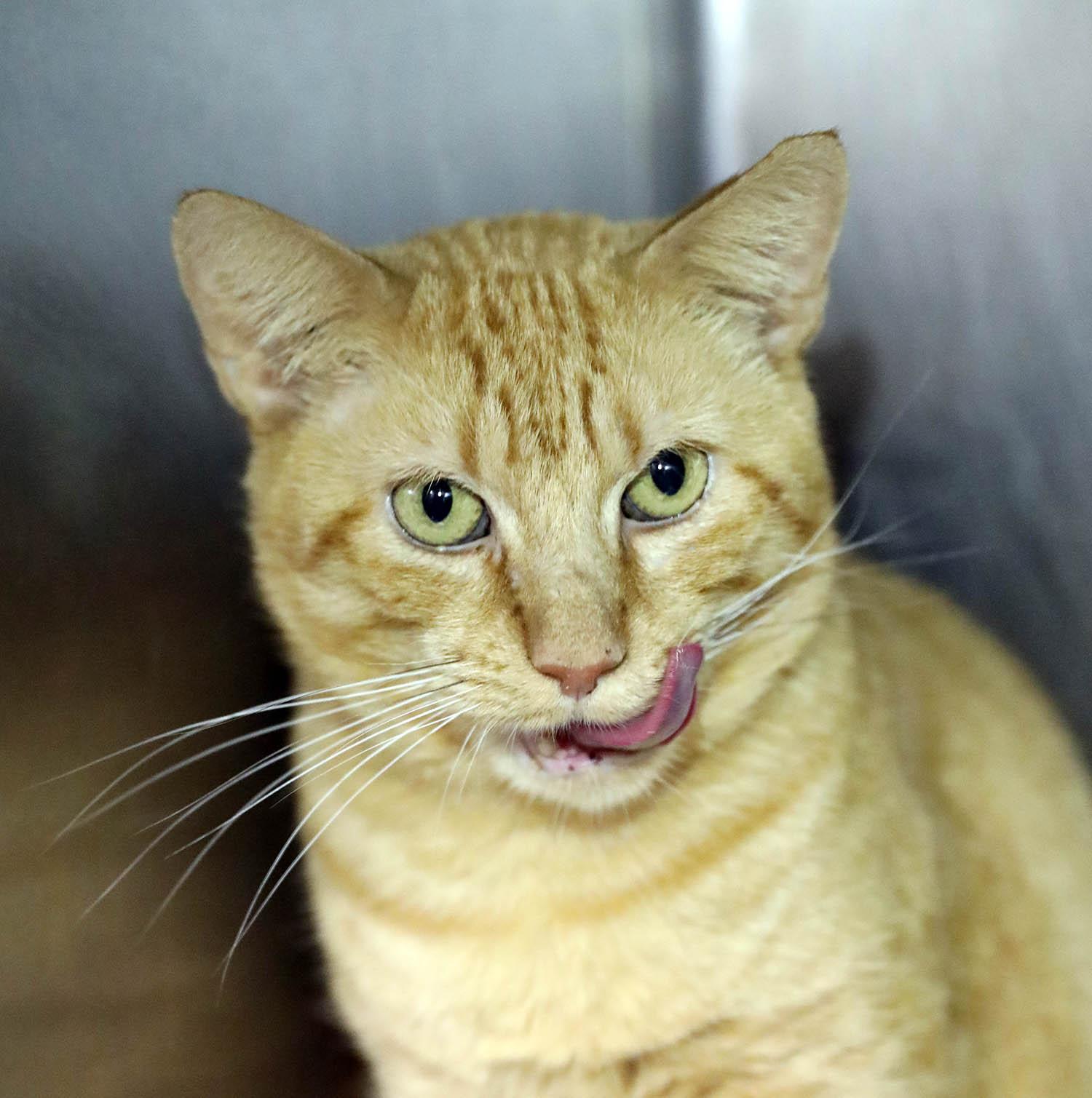 Enlarge Saint-10/10/26, a Adopted Domestic Short Hair in Lambertville, NJ image 1/6