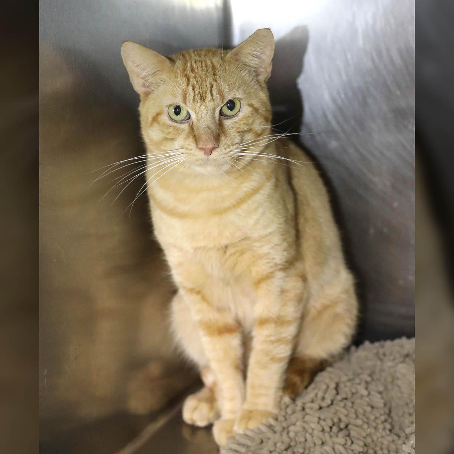 Enlarge Saint-10/10/26, a Adopted Domestic Short Hair in Lambertville, NJ image 6/6
