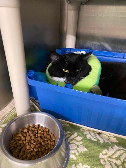 Whispurr, Adoptable, Adult Female Domestic Medium Hair & Domestic Short Hair.