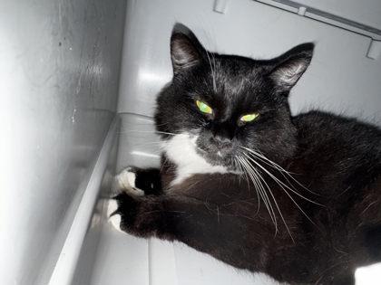 Enlarge Whispurr, a Adoptable mixed breed in Hobart, IN image 2/3