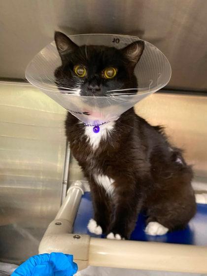 Enlarge Whispurr, a Adoptable mixed breed in Hobart, IN image 3/3