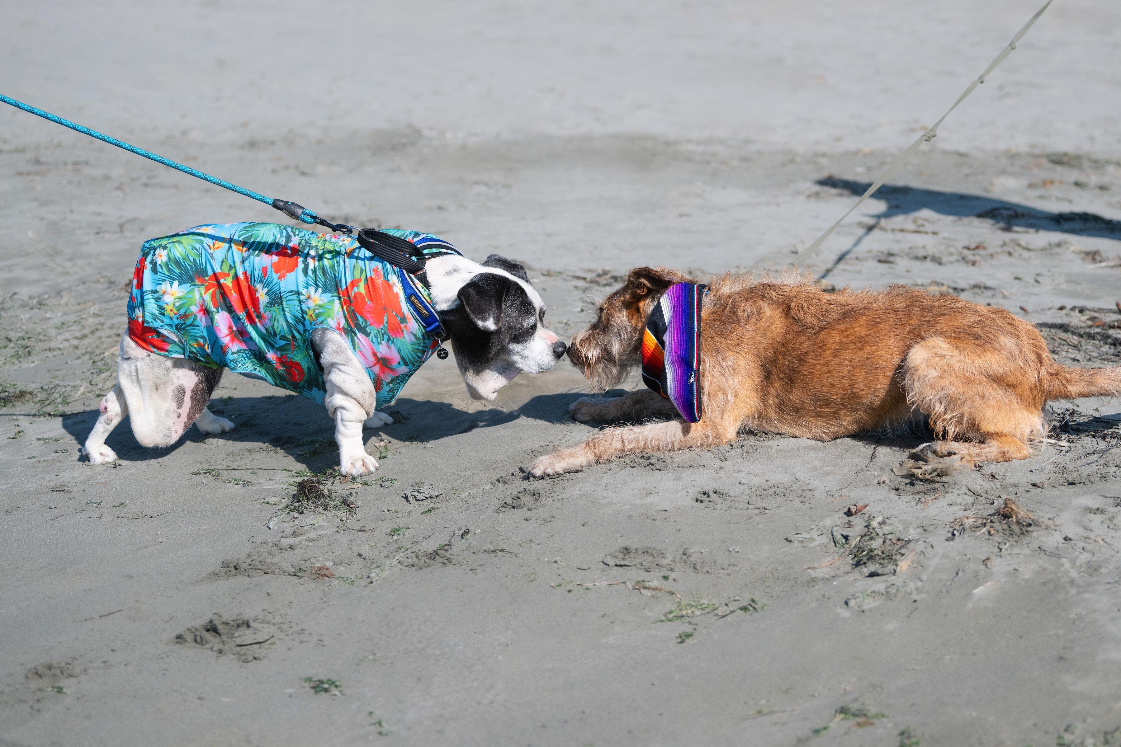 Tasha, an adoptable Terrier, Irish Terrier in Santa Rosa, CA, 95401 | Photo Image 1