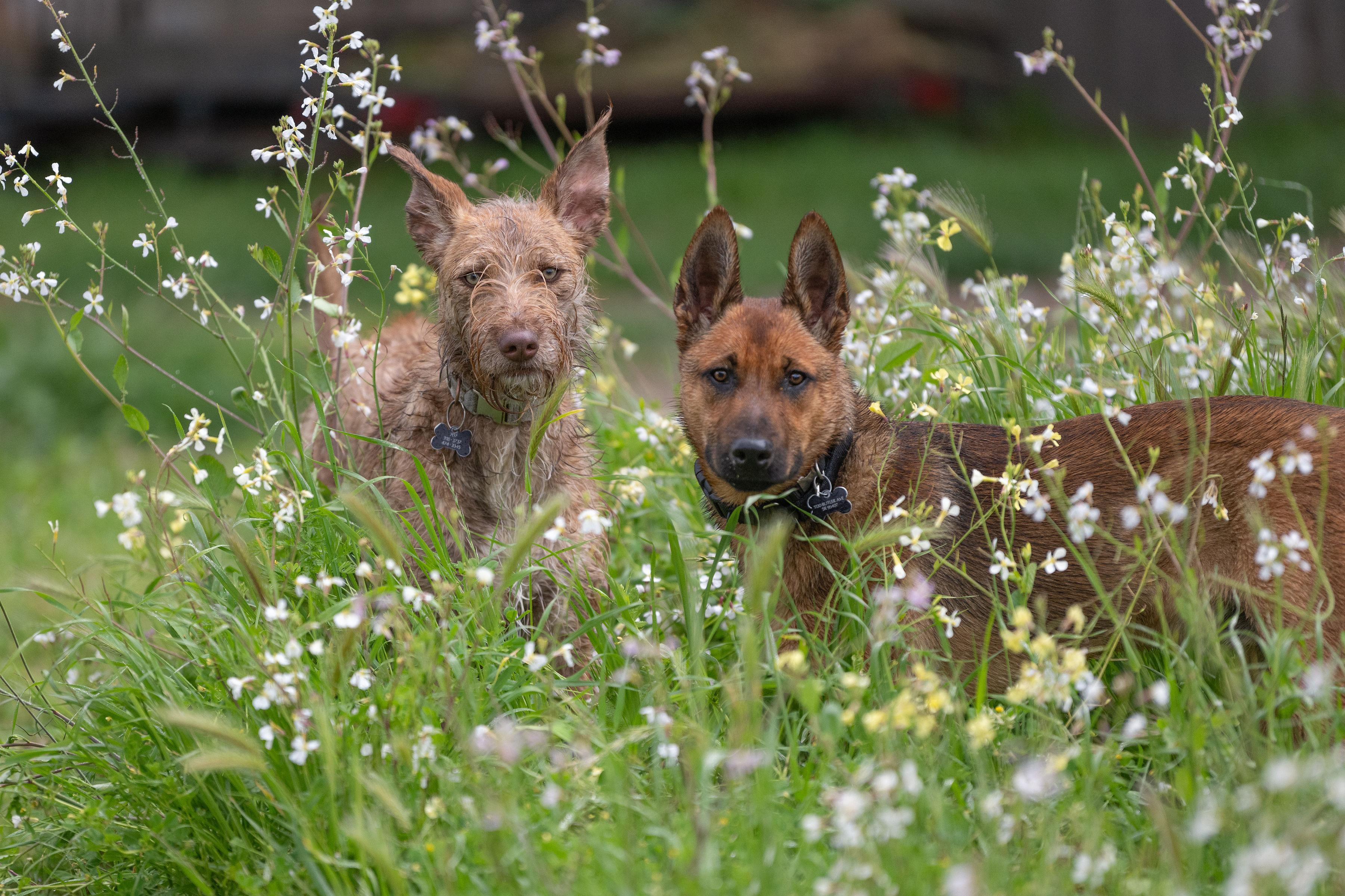 Tasha, an adoptable Terrier, Irish Terrier in Santa Rosa, CA, 95401 | Photo Image 2