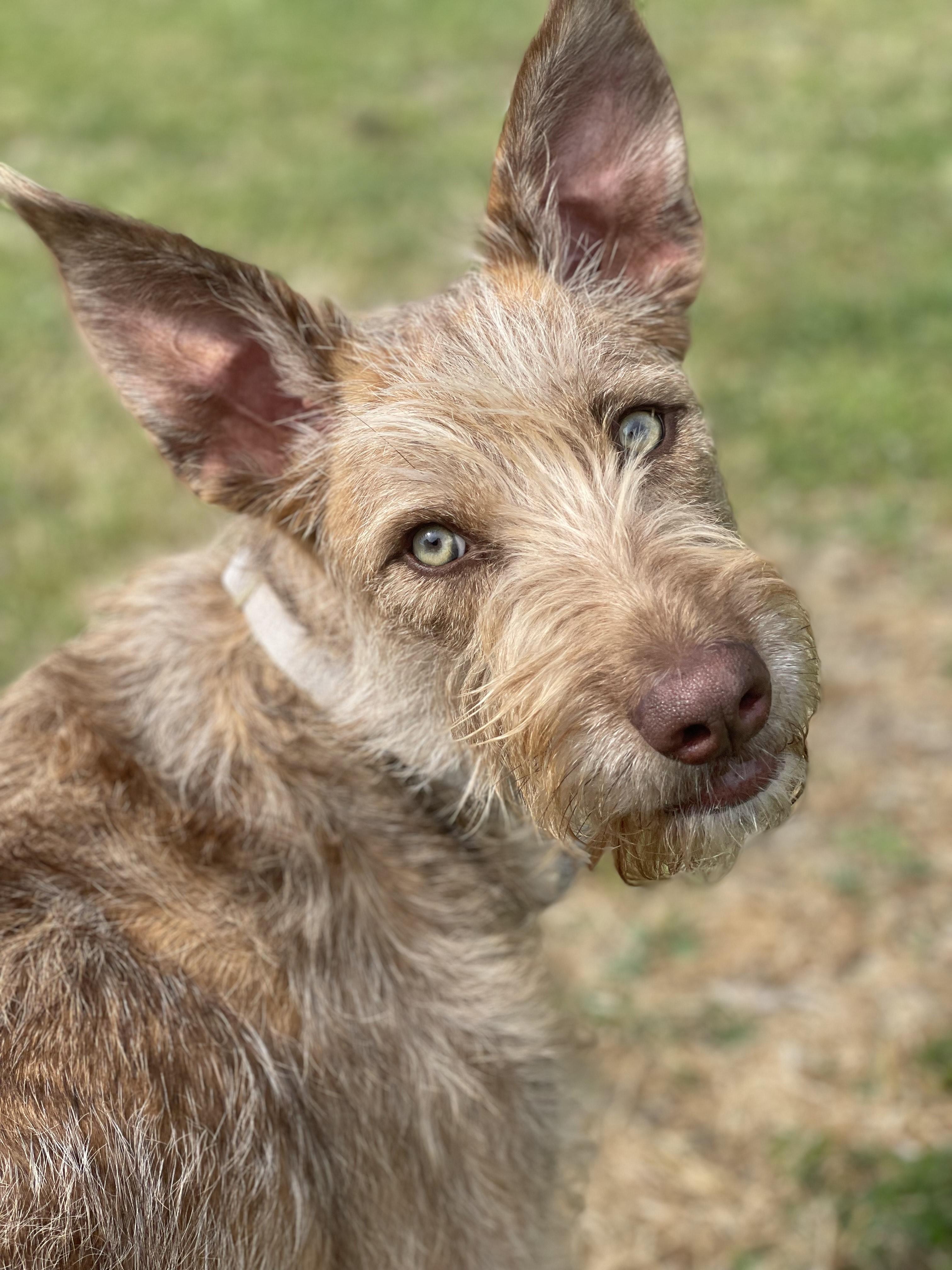 Tasha, an adoptable Terrier, Irish Terrier in Santa Rosa, CA, 95401 | Photo Image 1