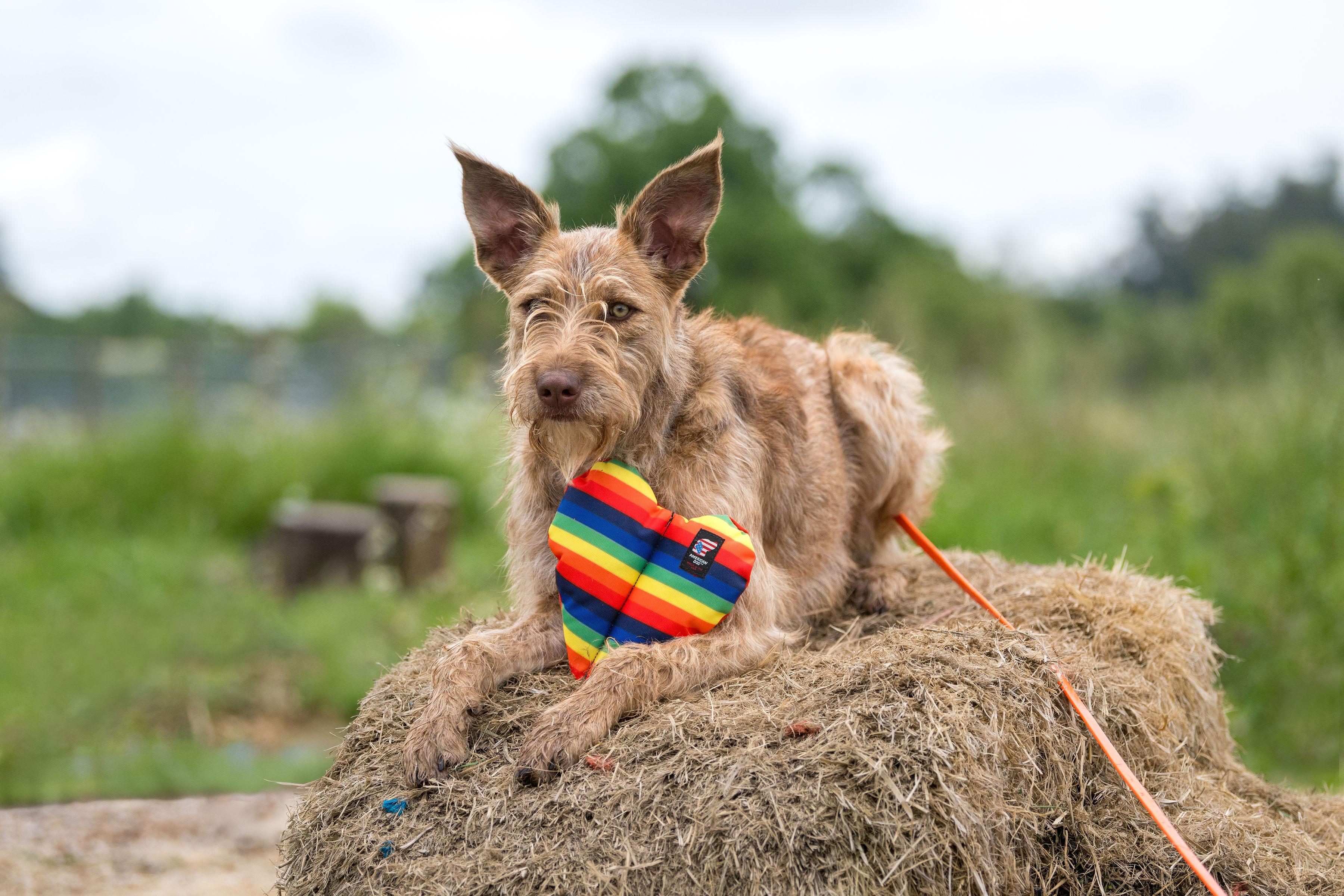 Tasha, an adoptable Terrier, Irish Terrier in Santa Rosa, CA, 95401 | Photo Image 4
