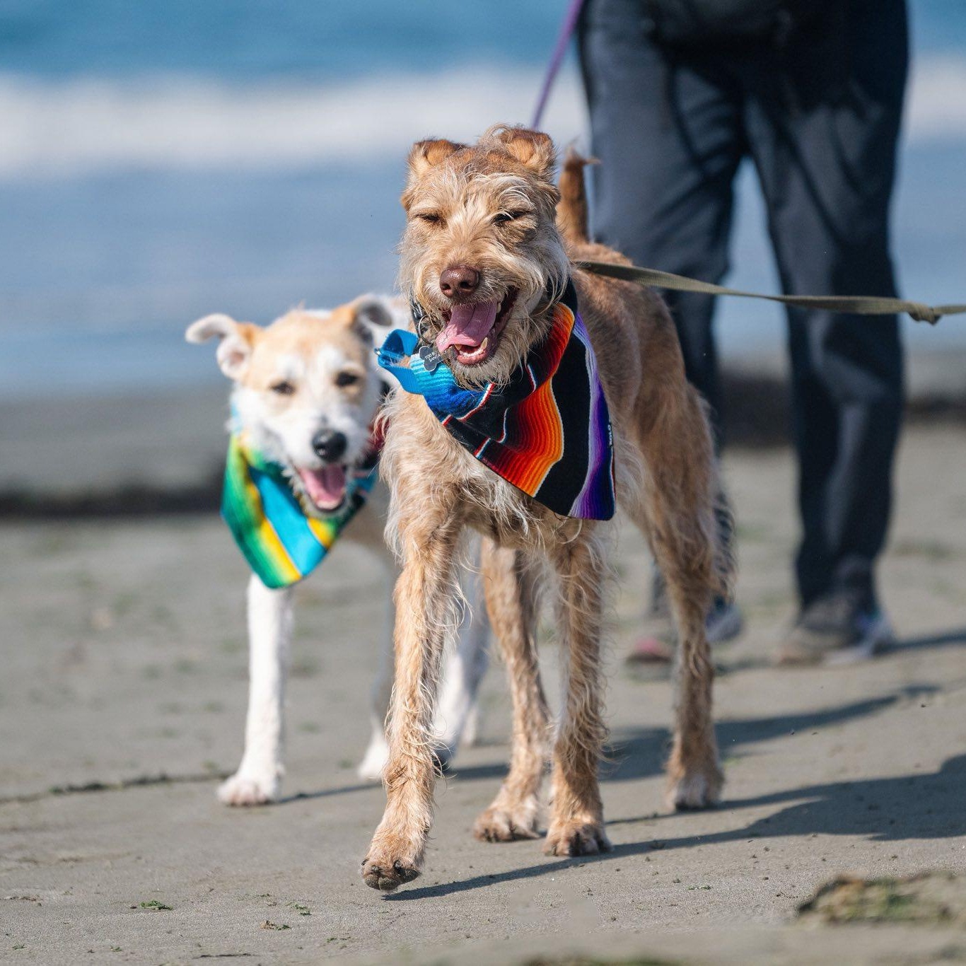 Tasha, an adoptable Terrier, Irish Terrier in Santa Rosa, CA, 95401 | Photo Image 3