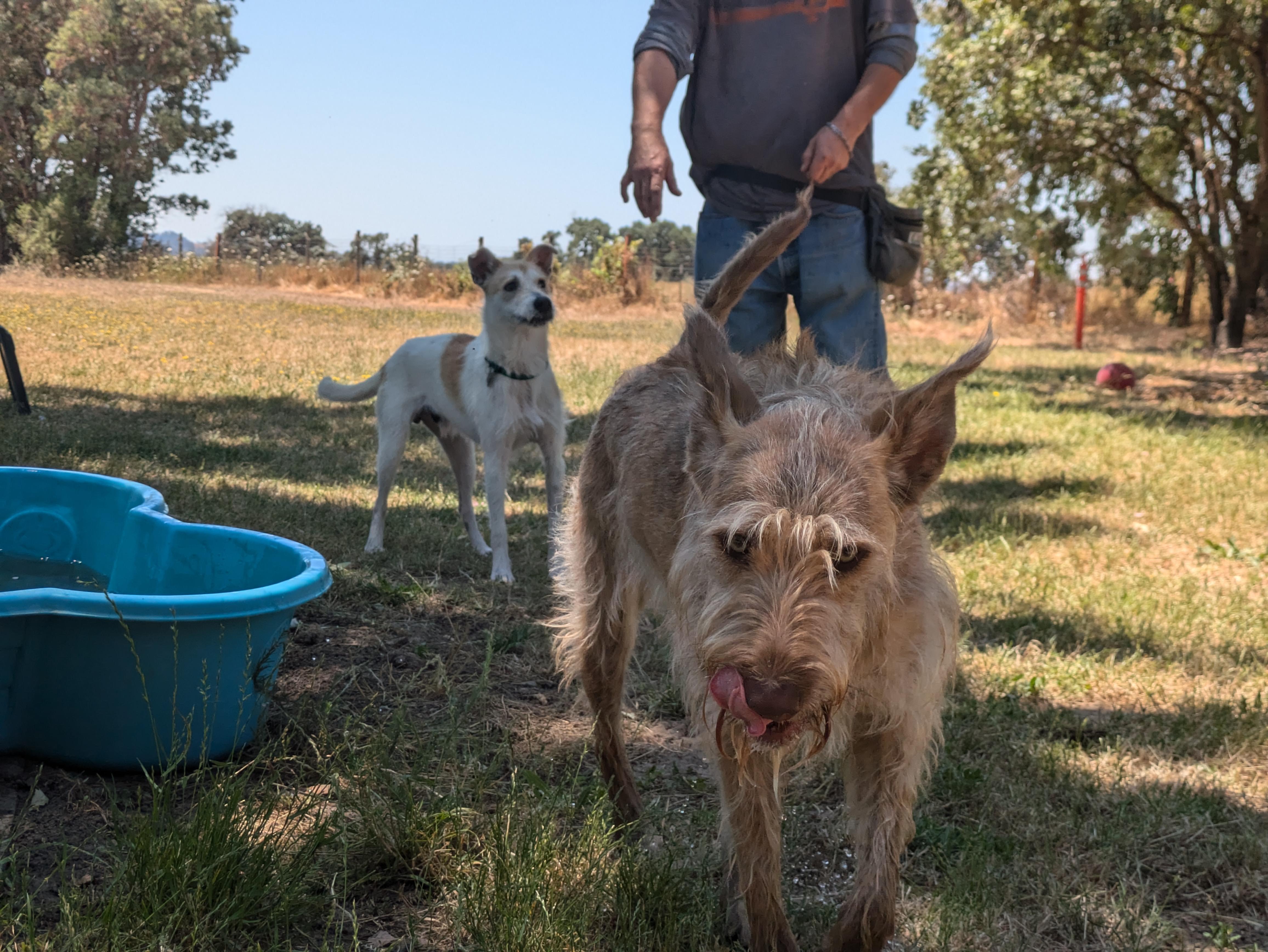 Tasha, an adoptable Terrier, Irish Terrier in Santa Rosa, CA, 95401 | Photo Image 5