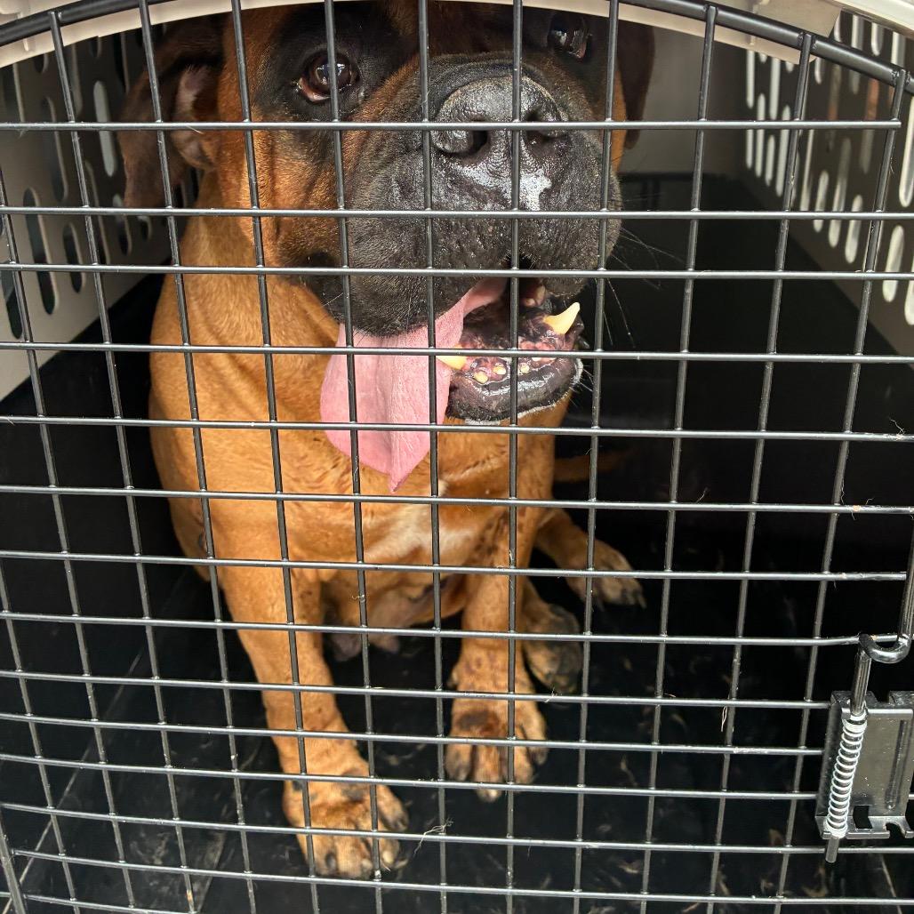 Enlarge Stella, a Adoptable Bullmastiff in Northbrook, IL image 1/6