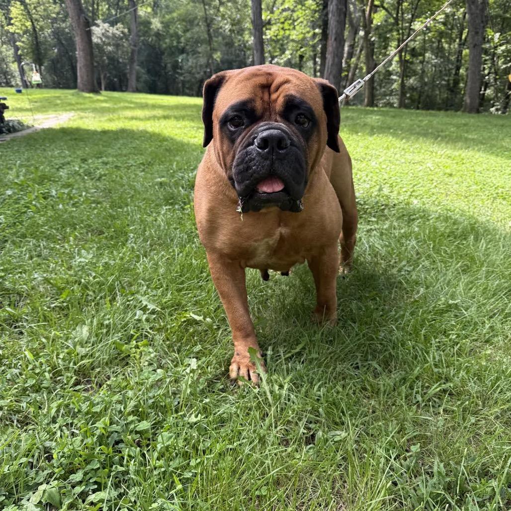 Enlarge Stella, a Adoptable Bullmastiff in Northbrook, IL image 2/6