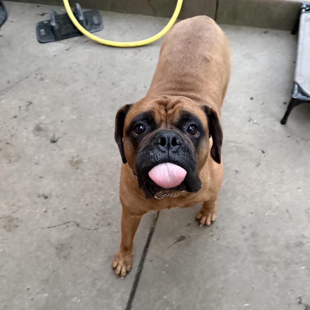 Enlarge Stella, a Adoptable Bullmastiff in Northbrook, IL image 3/6