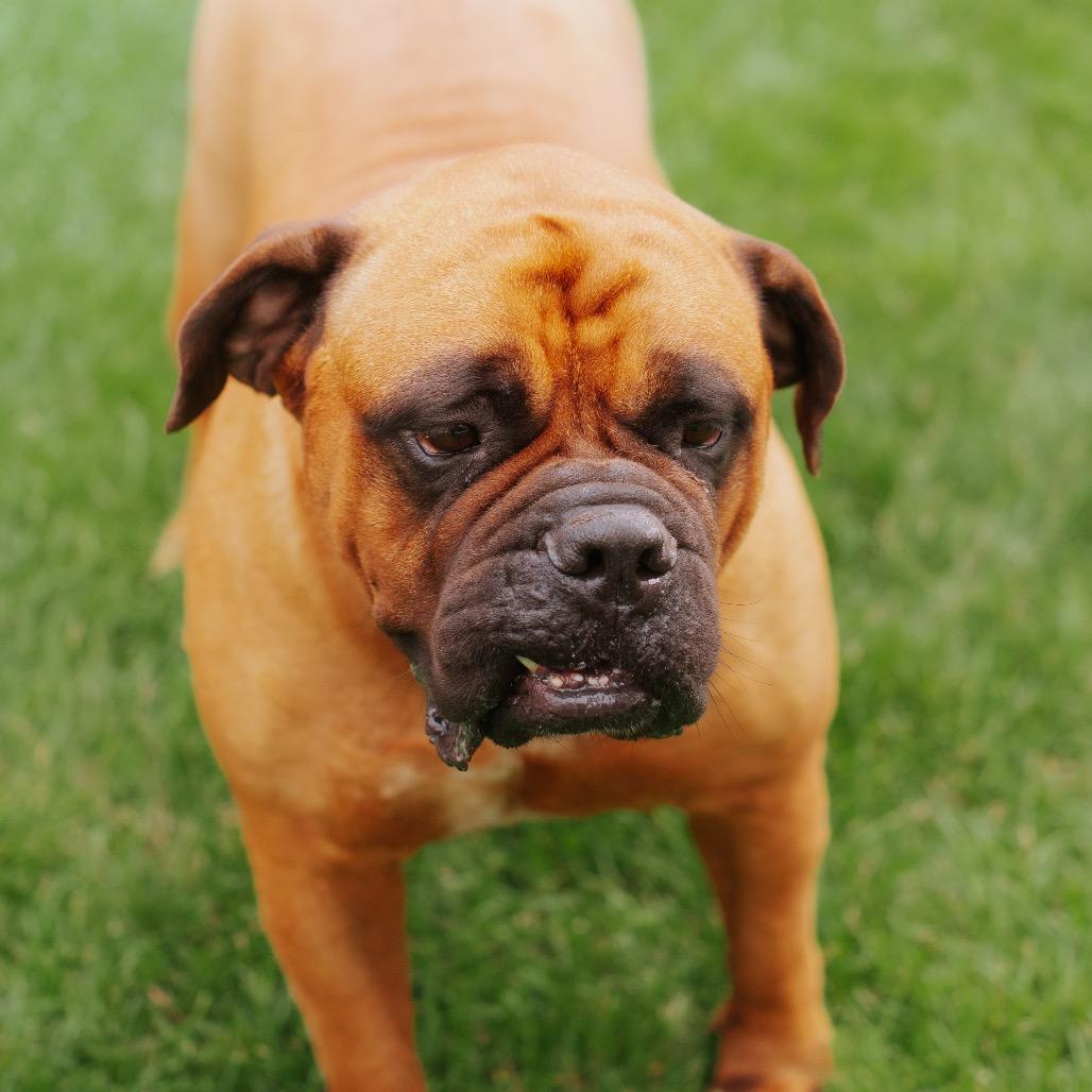 Enlarge Stella, a Adoptable Bullmastiff in Northbrook, IL image 4/6