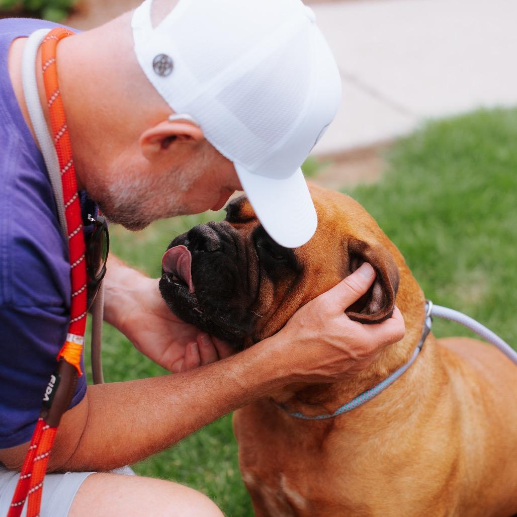 Enlarge Stella, a Adoptable Bullmastiff in Northbrook, IL image 5/6