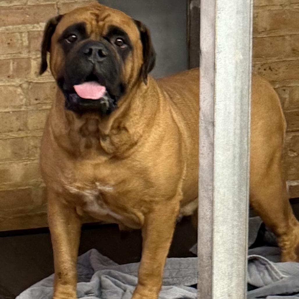 Enlarge Stella, a Adoptable Bullmastiff in Northbrook, IL image 6/6