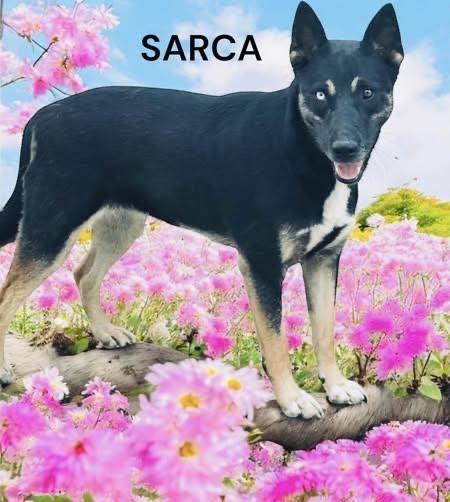 Sarca — thumbnail 2