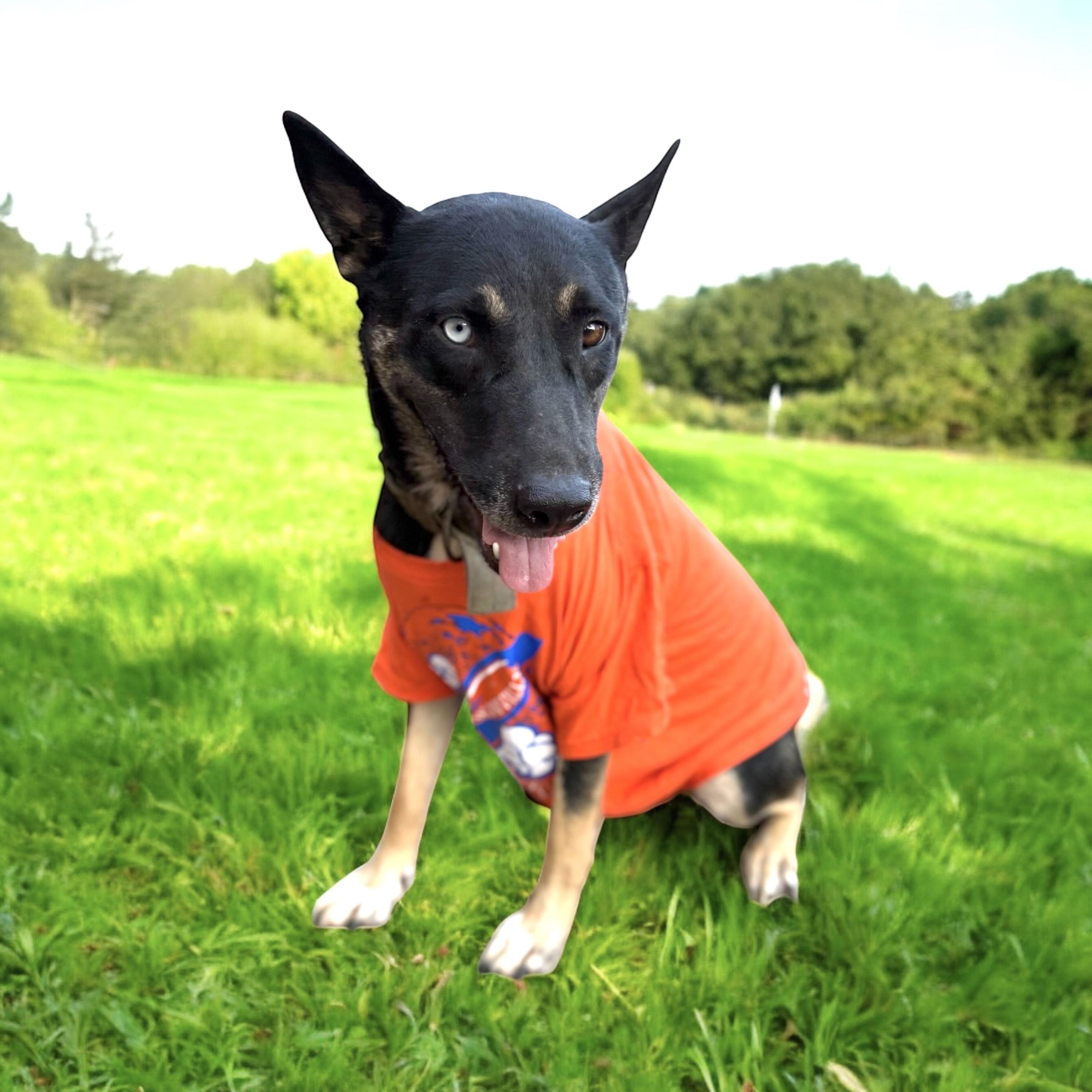 Sarca — thumbnail 3