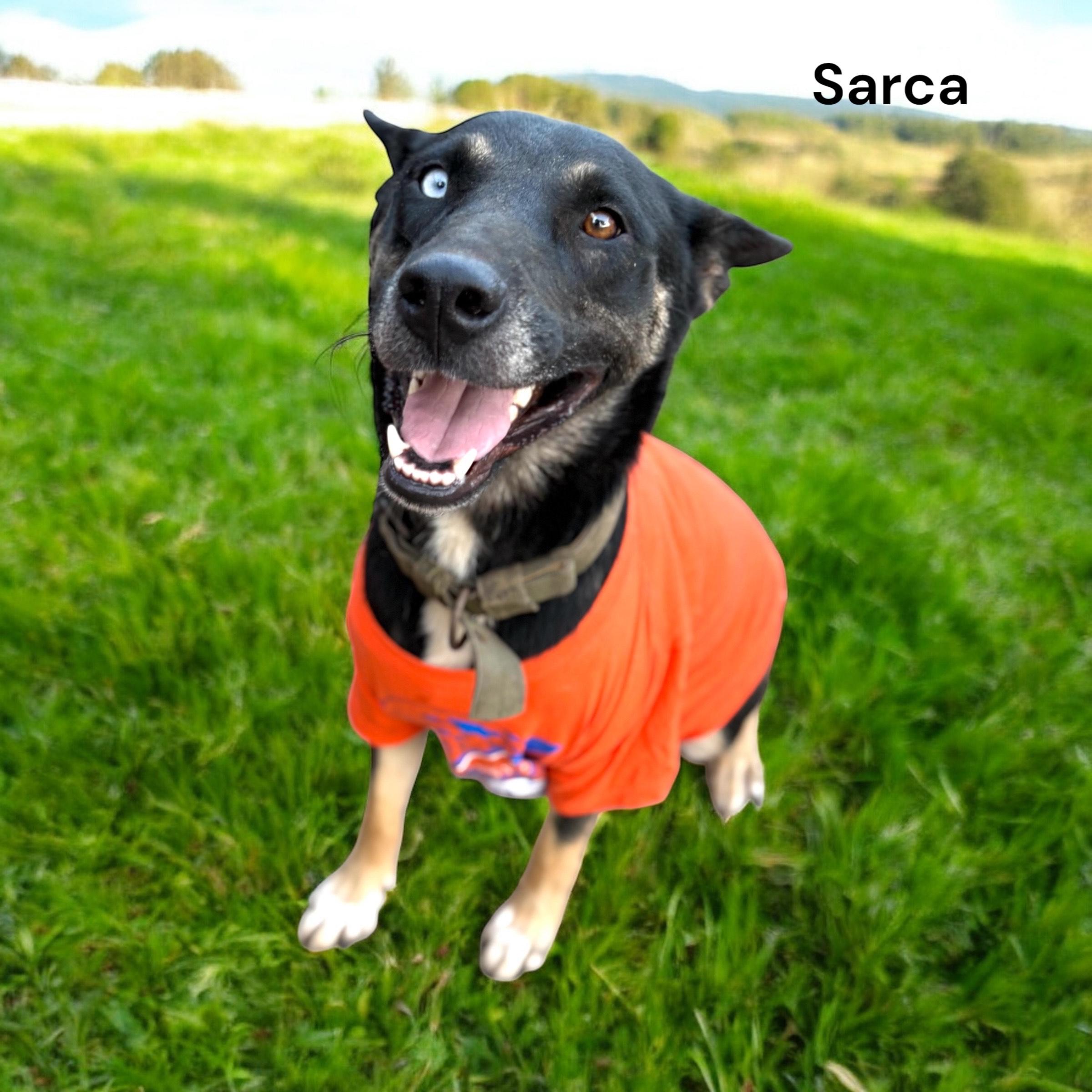 Sarca — thumbnail 4