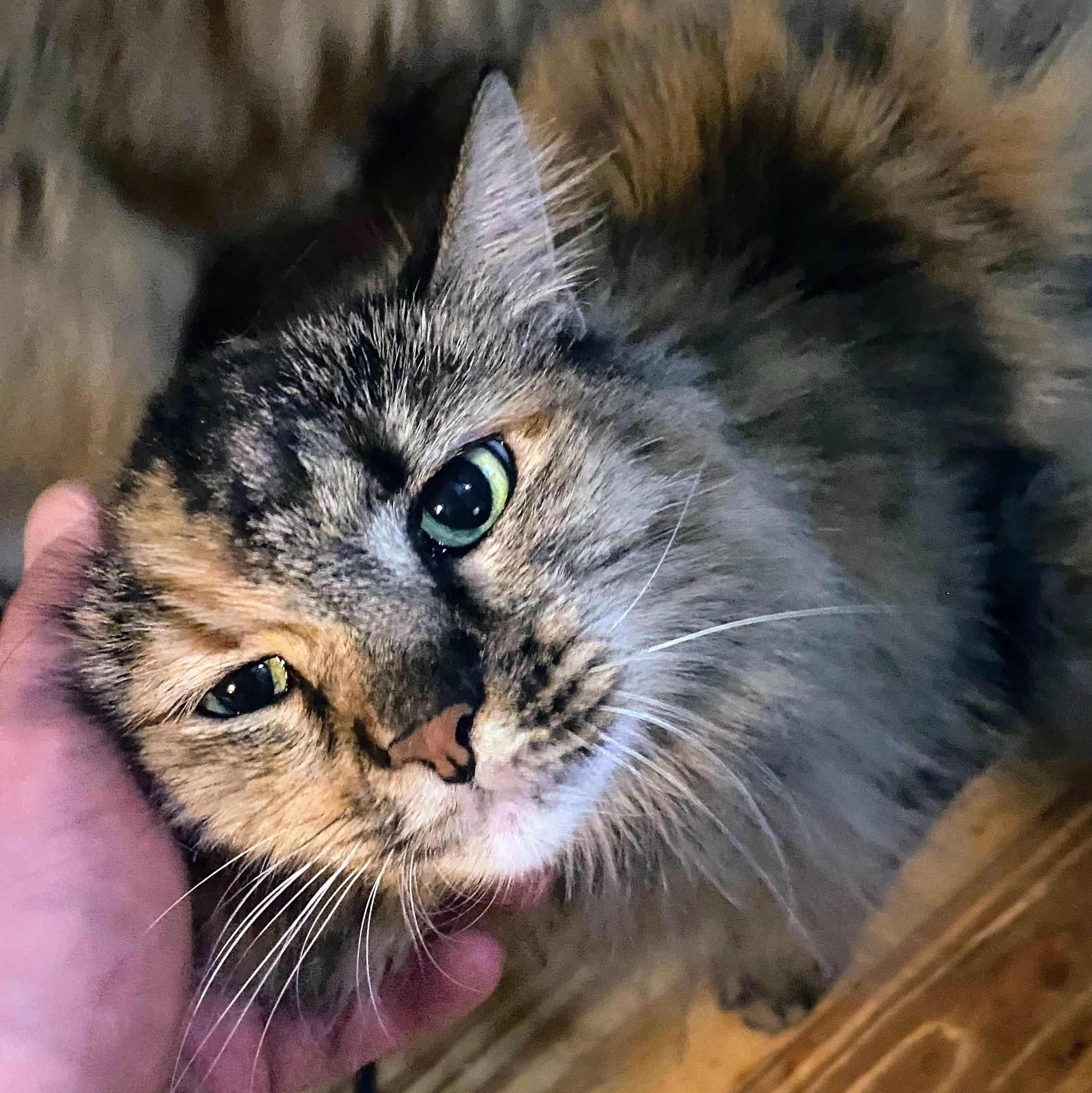 Circe, ADOPTABLE, Adult Female Tabby.