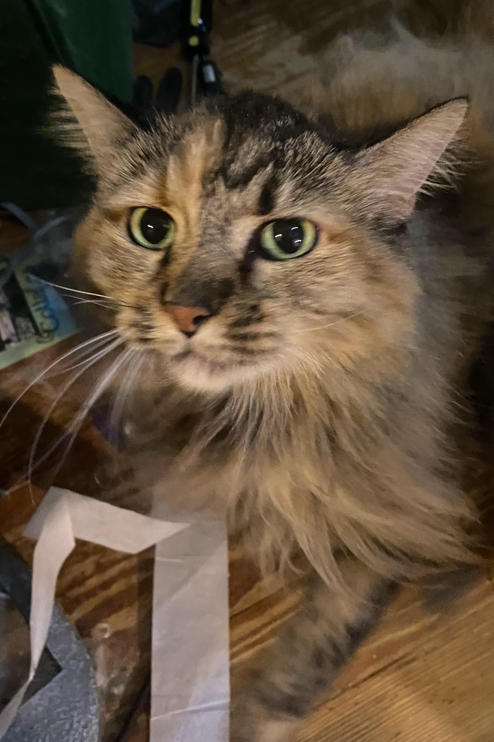 Enlarge Circe, a ADOPTABLE Tabby in St. Louis, MO image 2/2