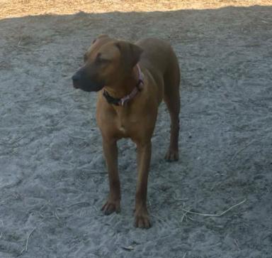 Reba, a ADOPTABLE mixed breed in Eutawville, SC image 3/5