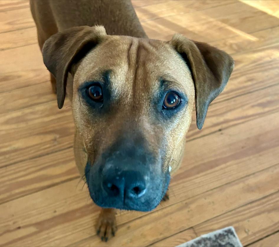 Reba, a ADOPTABLE mixed breed in Eutawville, SC image 1/5