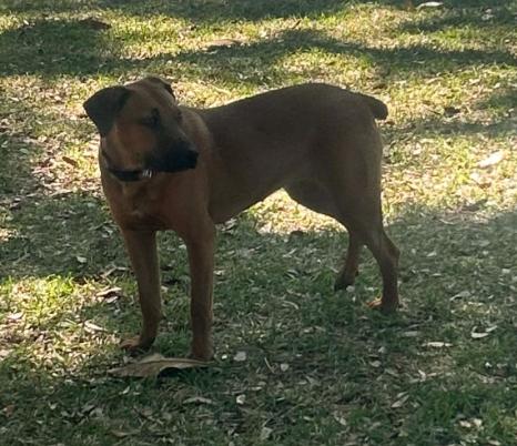 Reba, a ADOPTABLE mixed breed in Eutawville, SC image 4/5