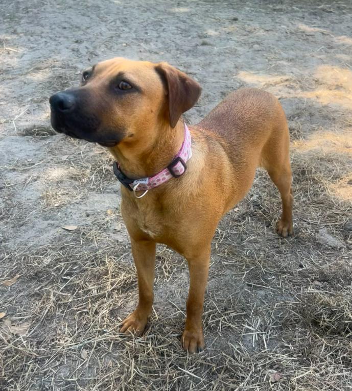 Reba, a ADOPTABLE mixed breed in Eutawville, SC image 2/5