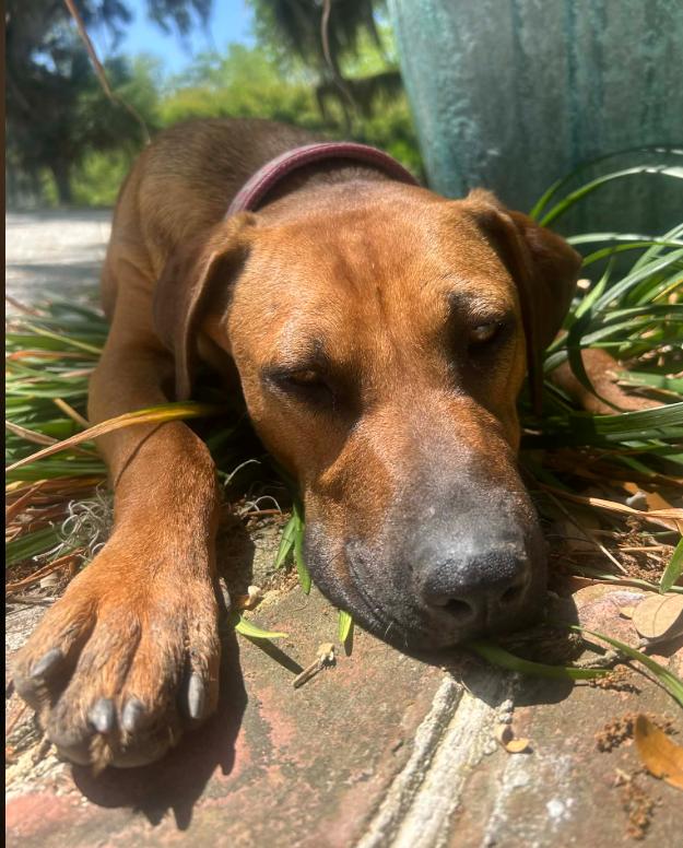 Reba, a ADOPTABLE mixed breed in Eutawville, SC image 5/5