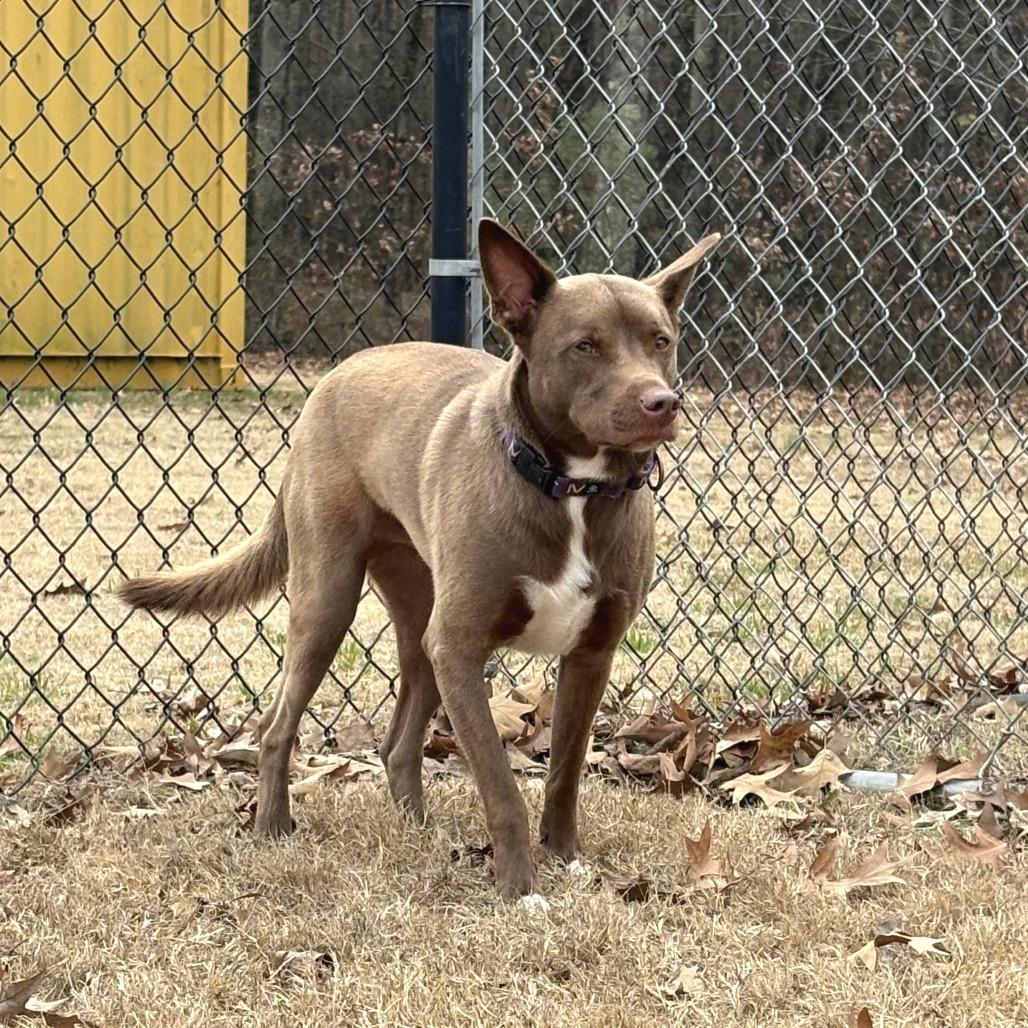 Rusty, Adoptable, Adult Male Australian Kelpie.