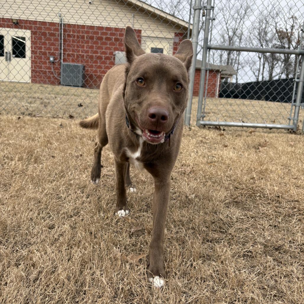 Enlarge Rusty, a Adoptable mixed breed in Cabot, AR image 2/3
