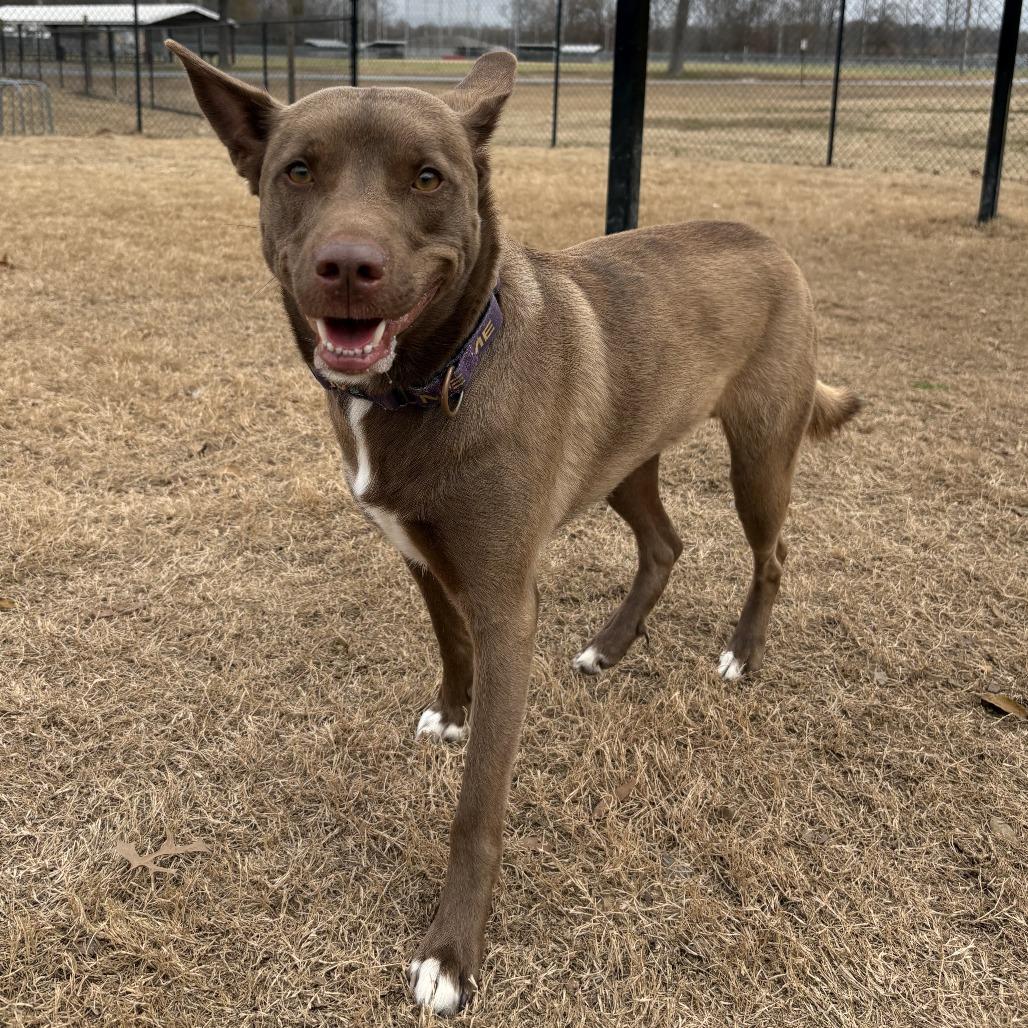 Enlarge Rusty, a Adoptable mixed breed in Cabot, AR image 3/3