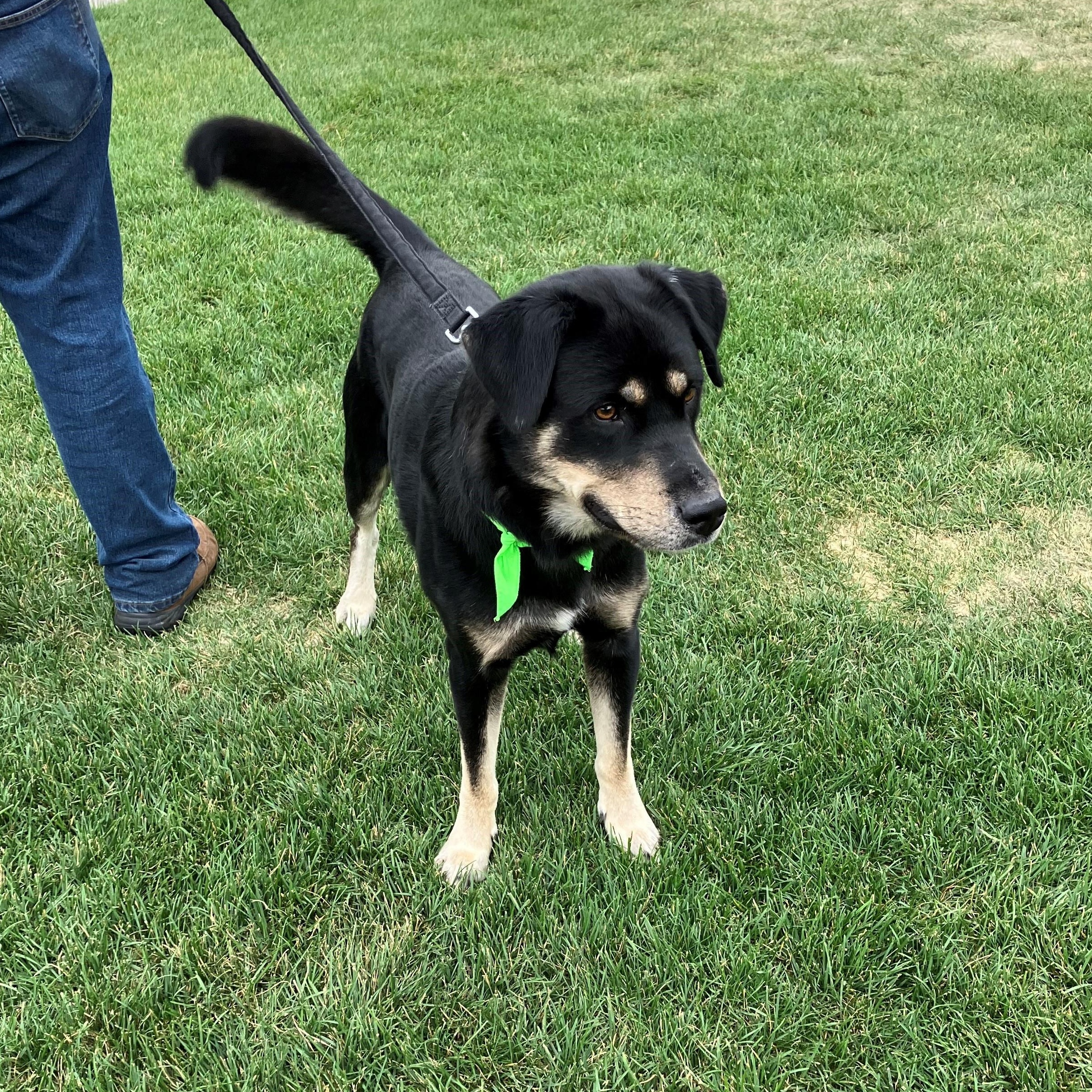 Bagheera thumbnail 3