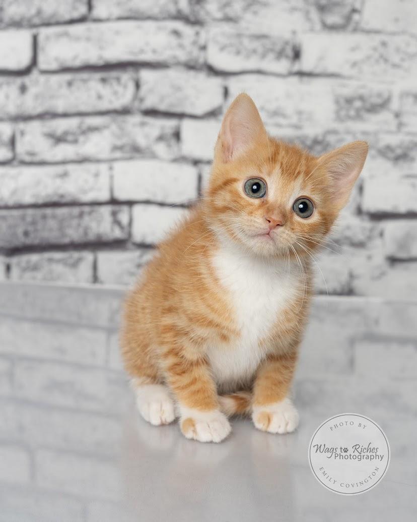 Enlarge Liv - adopted, an adopted mixed breed in Carlisle, PA image 4/6