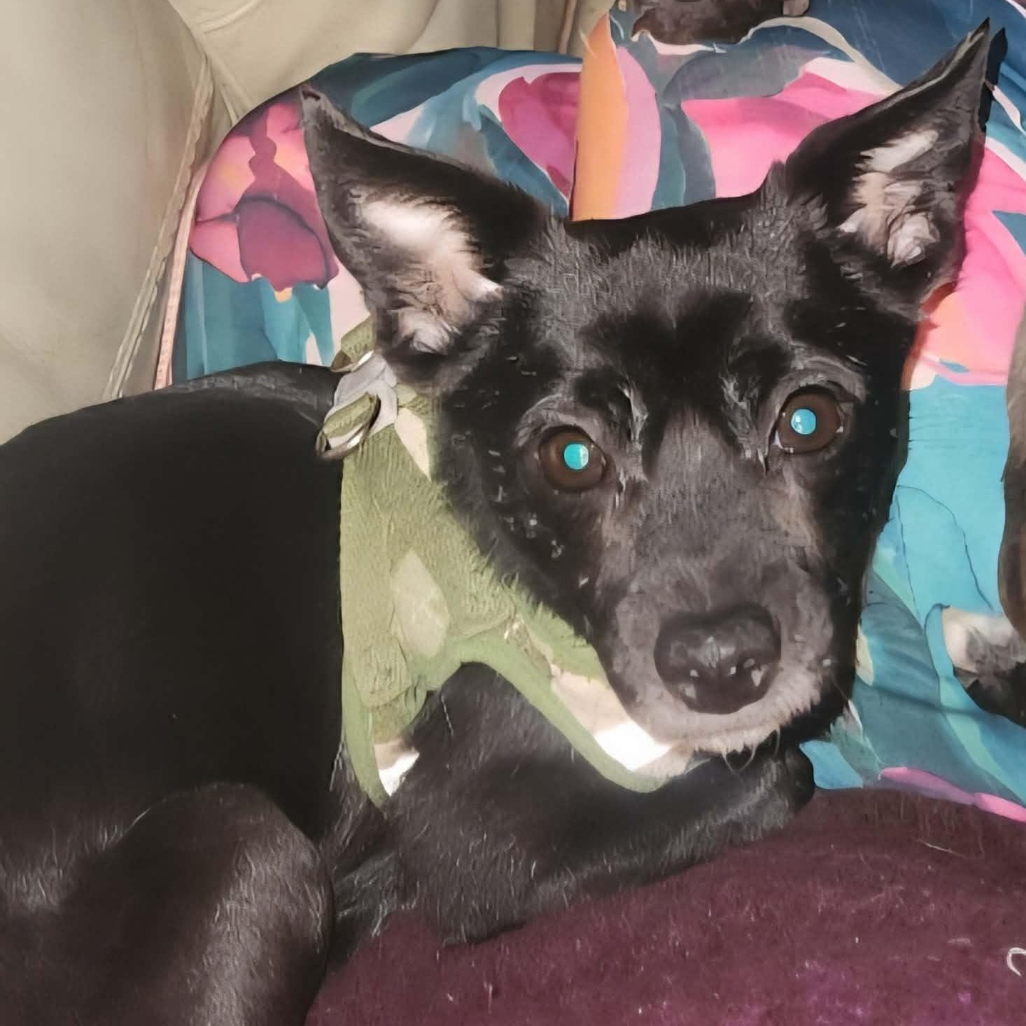 Enlarge Knight, a ADOPTABLE Chihuahua in Cherry Hill, NJ image 3/4