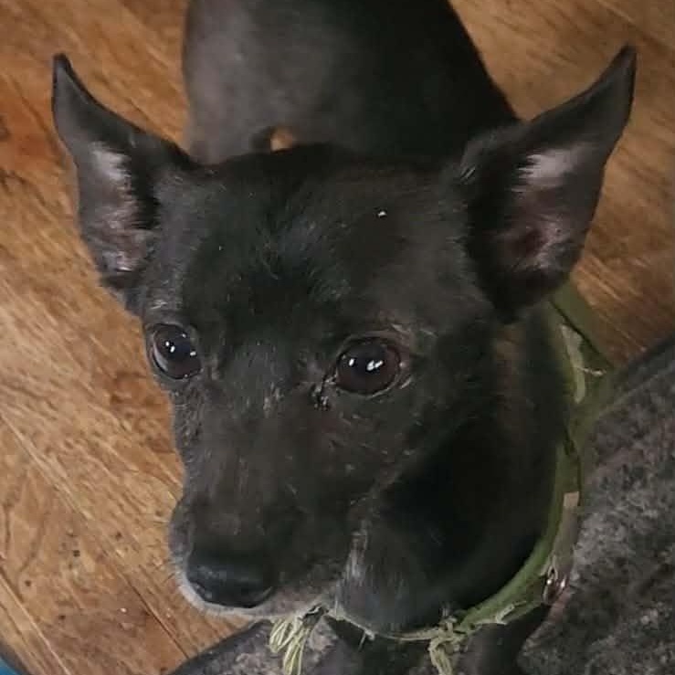 Enlarge Knight, a ADOPTABLE Chihuahua in Cherry Hill, NJ image 1/4