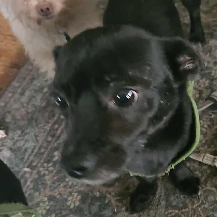 Enlarge Knight, a ADOPTABLE Chihuahua in Cherry Hill, NJ image 4/4