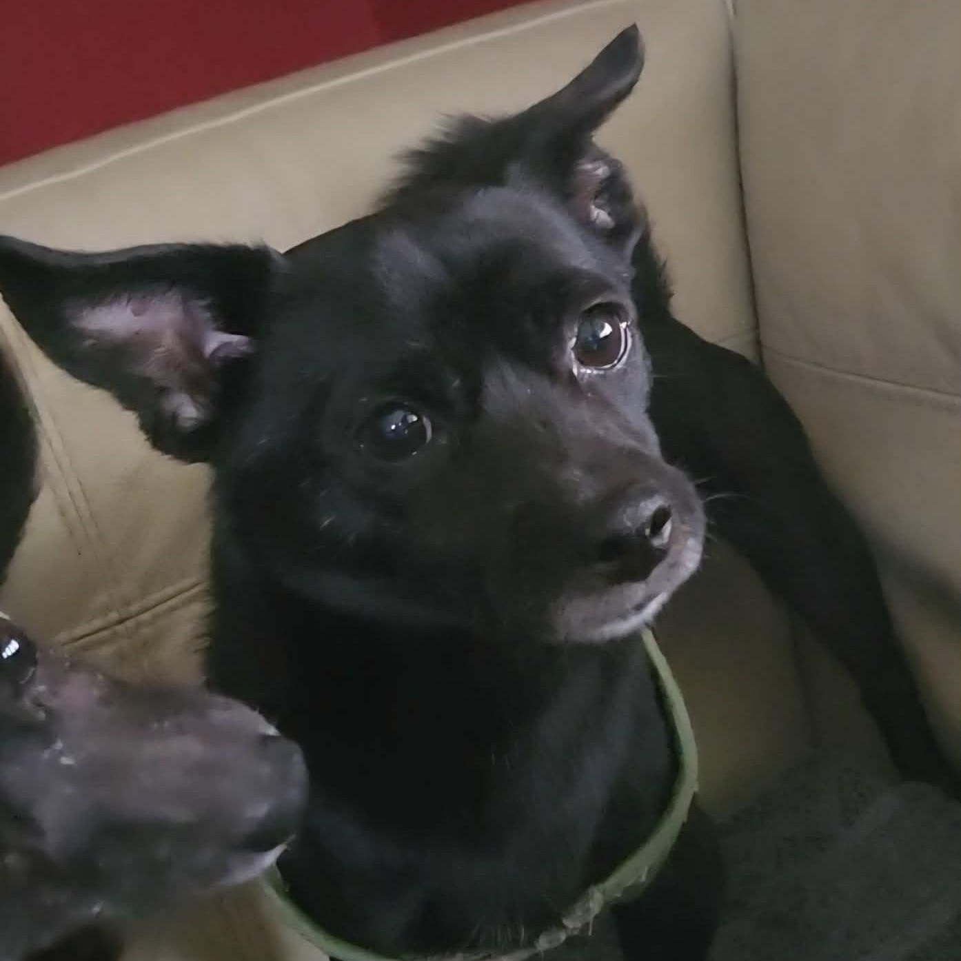 Enlarge Knight, a ADOPTABLE Chihuahua in Cherry Hill, NJ image 2/4