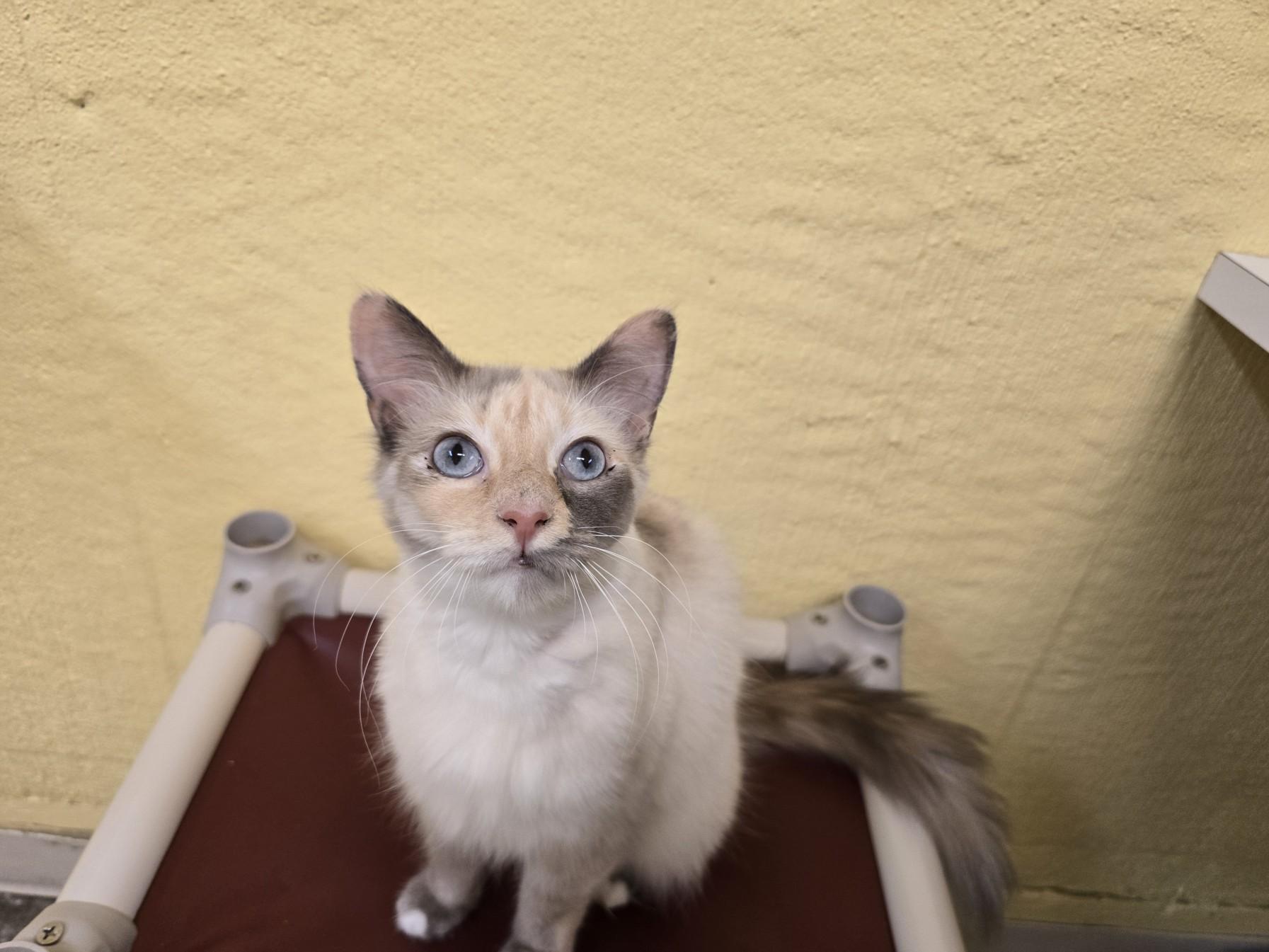 Miss Bianca, an adoptable Domestic Short Hair in Juneau, AK, 99801 | Photo Image 1