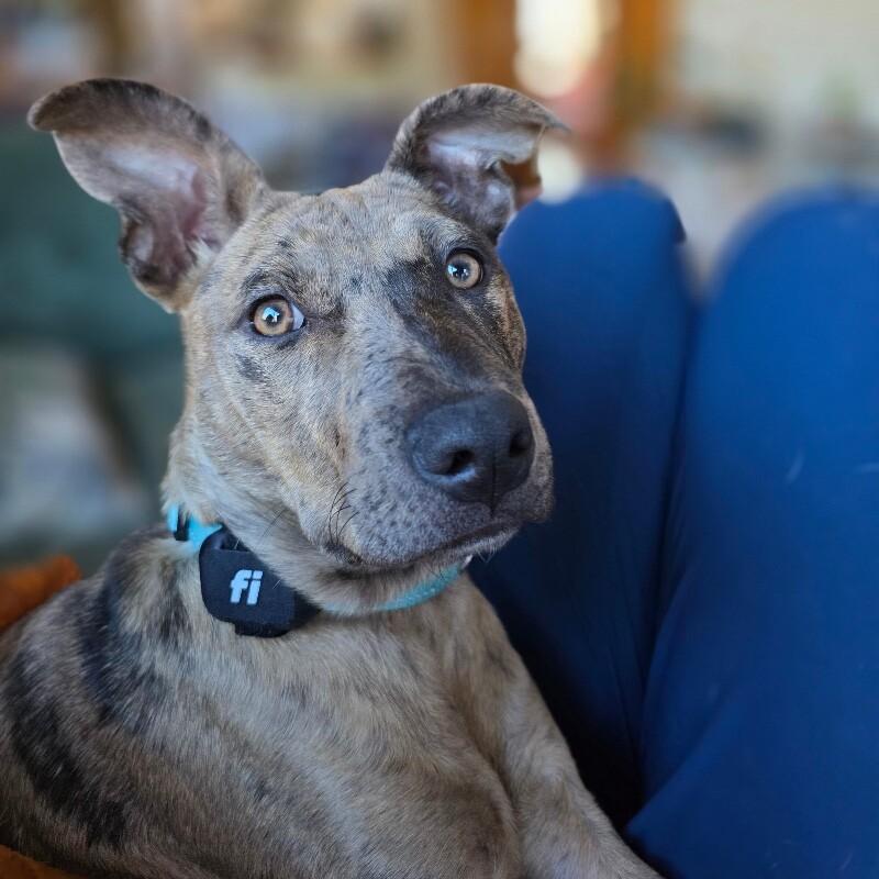 Uma, a Adoptable mixed breed in Alma, WI image 1/6