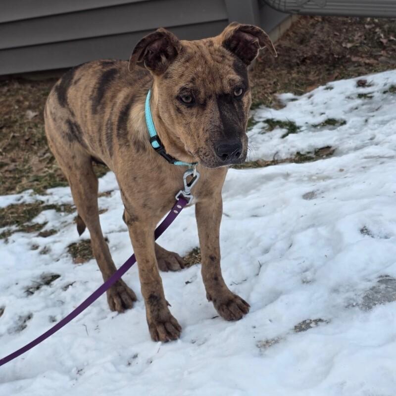 Uma, a Adoptable mixed breed in Alma, WI image 6/6