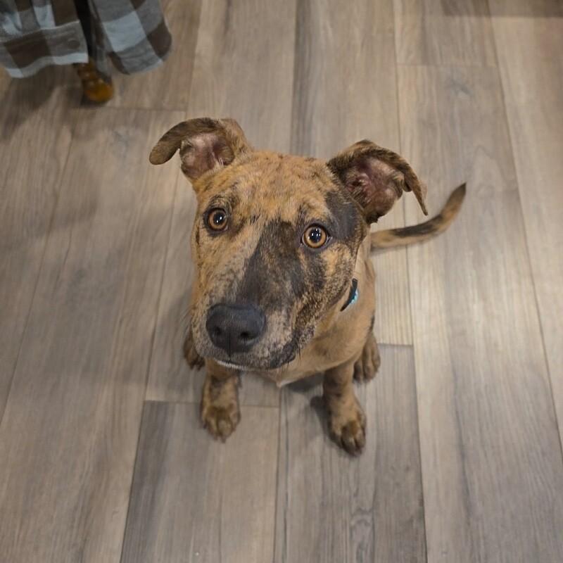 Uma, a Adoptable mixed breed in Alma, WI image 4/6