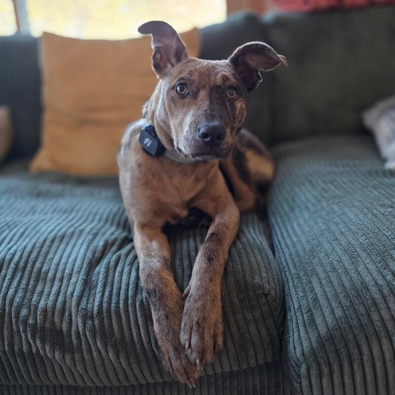 Uma, a Adoptable mixed breed in Alma, WI image 5/6