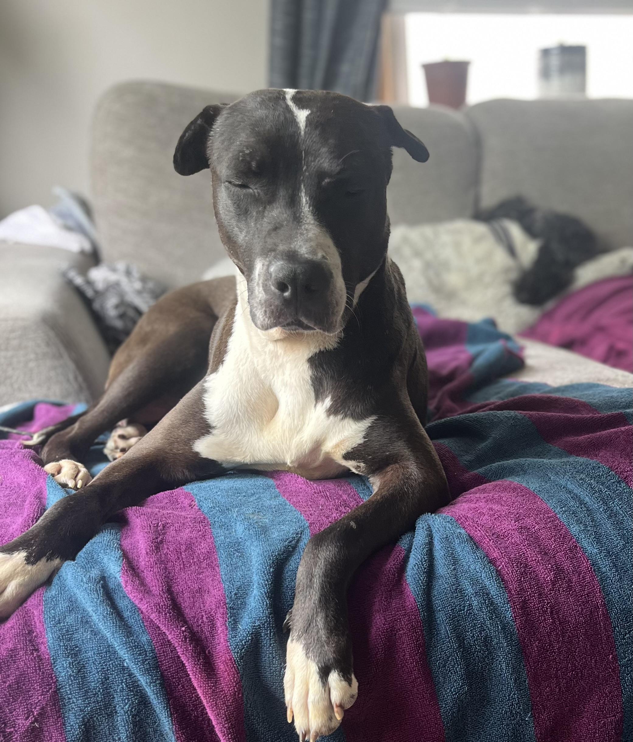 Mother Mary, Adoptable, Adult Female Pit Bull Terrier.